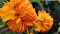 Rare orange flower bin the forest Royalty Free Stock Photo