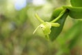 Rare orchid, Costa Rica