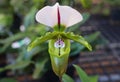 rare orchid. Paphiopedilum, Lady`s Slipper. slipper orchid.