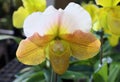 rare orchid. Paphiopedilum, Lady`s Slipper. slipper orchid. godefroyae.