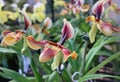 rare orchid. Paphiopedilum, Lady`s Slipper. slipper orchid.