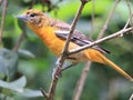 Beautiful Oriole Royalty Free Stock Photo