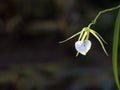 Rare ornamental Orchid. Flower of the Brassavola, a member of Orchid family Orchidaceae. Royalty Free Stock Photo