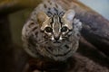 rare Palawan leopard cat, Prionailurus bengalensis heaneyi, sits on a branch and looks around