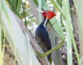 A rare pale-billed woodpecker, Campephilus guatemalensis, perched in a bamboo tree in Mexico Royalty Free Stock Photo