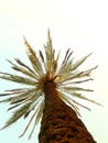 Rare palm palm is a great phlegm Lymph anose