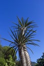 Rare palm Ischia