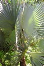 Rare palm tree - Singapore botanical gardens