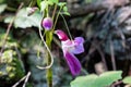 Rare Parrot flower a similar shape of parrot hanging on stem Royalty Free Stock Photo