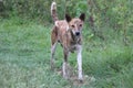 A rare patched street female dog is roaming and searching for food to feed. Fearful yet hungry stray is very stranded and left