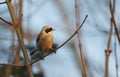 A stunning rare Penduline Tit Remiz pendulinus perched on a branch in a tree. Royalty Free Stock Photo