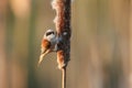 A stunning rare Penduline Tit Remiz pendulinus perched and feeding on insects in a Bulrush. Royalty Free Stock Photo