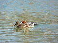 Female mallard duck Anas platyrhynchos and male Eurasian wigeon Mareca penelope swimming together Royalty Free Stock Photo