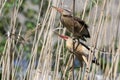 Rare photo of a pair little bittern in breeding plumage