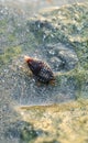 Rare Photography. Alive seashell walking on the rock underwater. Alive seashell in underwater. Underwater photography.