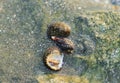 Rare Photography. Alive seashell walking on the rock underwater. Alive seashell in underwater. Underwater photography.