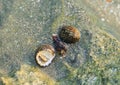 Rare Photography. Alive seashell walking on the rock underwater. Alive seashell in underwater. Underwater photography.