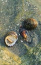 Rare Photography. Alive seashell walking on the rock underwater. Alive seashell in underwater. Underwater photography.