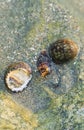 Rare Photography. Alive seashell walking on the rock underwater. Alive seashell in underwater. Underwater photography.