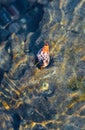 Rare Photography. Alive seashell walking on the rock underwater. Alive seashell in underwater. Underwater photography.