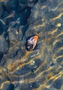 Rare Photography. Alive seashell walking on the rock underwater. Alive seashell in underwater. Underwater photography.