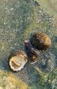 Rare Photography. Alive seashell walking on the rock underwater. Alive seashell in underwater. Underwater photography.