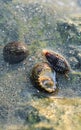 Rare Photography. Alive seashell walking on the rock underwater. Alive seashell in underwater. Underwater photography.