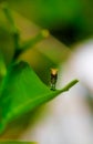 Rare photography, Caterpillar hood up to look like a snake. Macro photo of a caterpillar with black and yellow striped body.