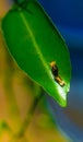 Rare photography, Caterpillar hood up to look like a snake. Macro photo of a caterpillar with black and yellow striped body.