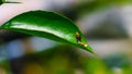 Rare photography, Caterpillar hood up to look like a snake. Macro photo of a caterpillar with black and yellow striped body.