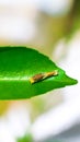 Rare photography, Caterpillar hood up to look like a snake. Macro photo of a caterpillar with black and yellow striped body.