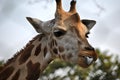 A happy giraffe teasing with his tongue out Royalty Free Stock Photo