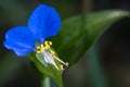 Very Small Blue Petal Wild flower with Three Yellow center flowers Royalty Free Stock Photo