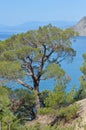 Rare pine tree in Crimea on rock by Black sea Royalty Free Stock Photo