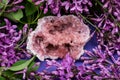 Rare Pink Amethyst Geode Cluster from Patagonia, Argentina. Surrounded by purple lilac flower. Royalty Free Stock Photo