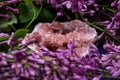 Rare Pink Amethyst Geode Cluster from Patagonia, Argentina. Surrounded by purple lilac flower. Royalty Free Stock Photo