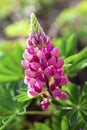 Rare pink Lupin flower Royalty Free Stock Photo