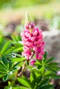 Rare pink Lupin flower (Lupinus) Royalty Free Stock Photo