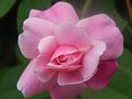 Rare Pink Rose