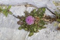 Rare plant Centaurea raphanina ssp. mixta DC. Runemark growing on a rock close-up