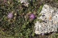 Rare plant Centaurea raphanina ssp. mixta DC. Runemark growing on a rock close-up