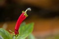 Rare plant flower of rain forest in high mountain tropical Bolivia. Macro