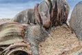 Rare plant known as Welwitschia mirabilis, extremely rare is considered a living fossil. Desert, Africa, Namibe, Angola