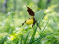 Specieswild yellow orchid Lady`s Slipper Real Cypripedium calceolus on a forest meadow Royalty Free Stock Photo