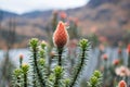 Rare plant with spectacular flower in Cajas National Park, Ecuador