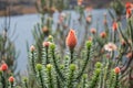 Rare plant with spectacular flower in Cajas National Park, Ecuador