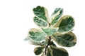 Rare plant with variegated leaves of fiddle-leaf fig tree Ficus lyrata the popular ornamental tree tropical houseplant isolated Royalty Free Stock Photo