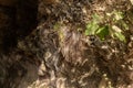 Rare plants grow on cave walls where the primitive people lived in Tel Yodfat National park, in northern Israel