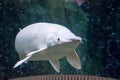 A rare Platinum snow white Alligator gar Atractosteus spatula while swimming on a huge aquarium somewhere in asia Royalty Free Stock Photo