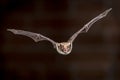 Flying pond bat